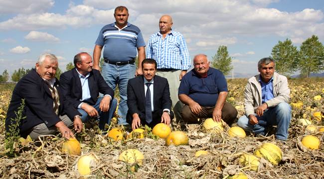 AKSARAY'DA ÇEREZLİK KABAK ÇEKİRDEĞİ HASADI GÜLAĞAÇ İLÇESİNDE BAŞLADI