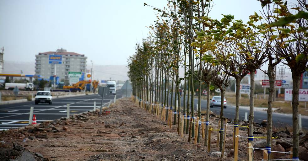 AKSARAY-KONYA KARAYOLUNA 300 ADET AĞAÇ DİKİLİYOR 