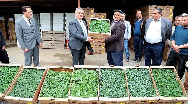 AKSARAY'DA 44 ÇİFTÇİYE 569.420 ADET SERTİFİKALI SEBZE FİDESİ DAĞITILDI