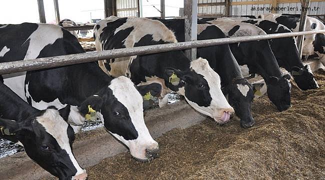 İŞKUR’DAN AKSARAY'DA SÜT SIĞIRI YETİŞTİRİCİLİĞİ KURSU