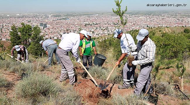 AKSARAY BELEDİYESİ KILIÇASLAN TEPESİNE 7500 ADET KARAÇAM DİKİYOR…