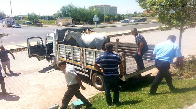 AKSARAY'DA BAŞIBOŞ GEZEN ATLAR BELEDİYE TARAFINDAN TOPLANIYOR