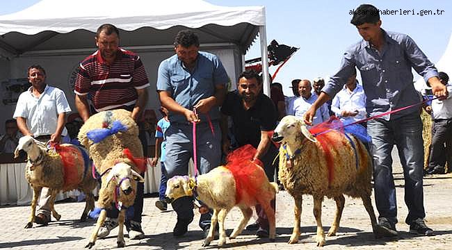 AKSARAY'DAKİ BU FUARDA BİRİNCİ OLMAK İÇİN KOYUNLAR PODYUMA ÇIKTI