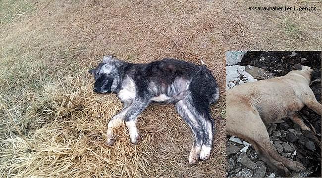 AKSARAY'DA YAVRU VE HAMİLE KÖPEKLERİ ZEHİRLEDİLER