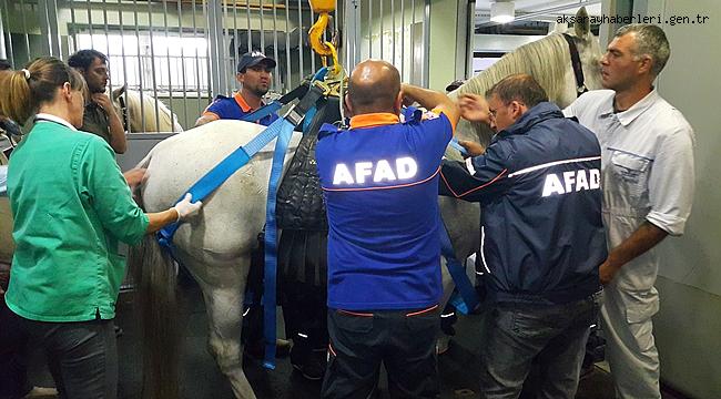 AKSARAY'DA GÜVENLİ HAYVAN KURTARMA EĞİTİM 