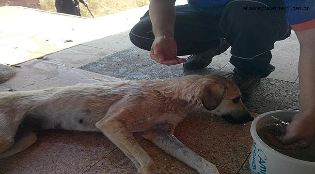 AKSARAY'DA KUYUDA MAHSUR KALAN KÖPEK KURTARILDI