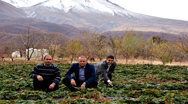 ÇİLEK ÜRETİMİ AKSARAY'DA ÇİFTÇİLERE ÖRNEK OLUYOR