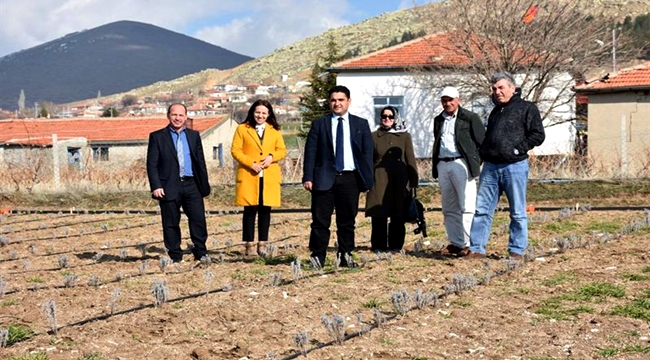 AKSARAY'A LAVANTA KOKUSU YAYILIYOR 