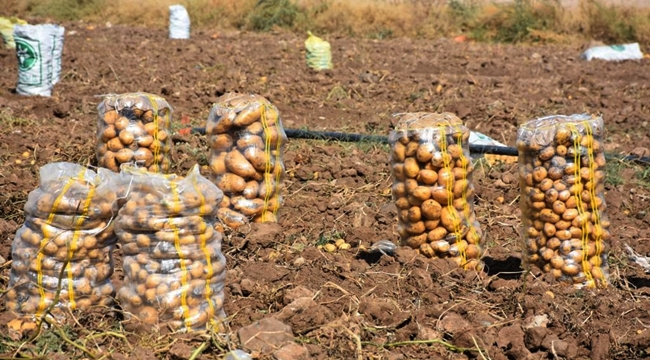 TARIM VE ORMAN AKSARAY İL MÜDÜRLÜĞÜNDEN PATATES EKİM YASAĞI KONUSUNDA AÇIKLAMA