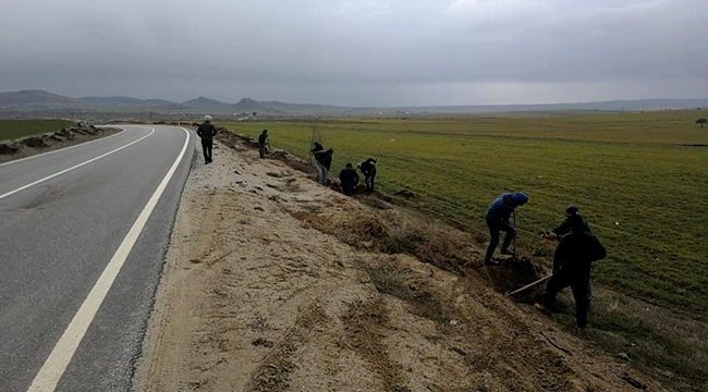 AKSARAY ÇEKİÇLER KÖYÜ YOL BOYUNA 500 ADET AĞAÇ