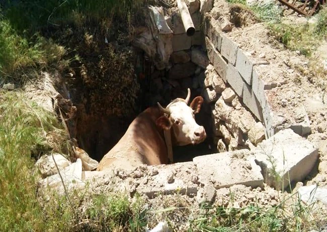 AKSARAY'DA ÇUKURA DÜŞEN İNEK AFAD TARAFINDAN KURTARILDI