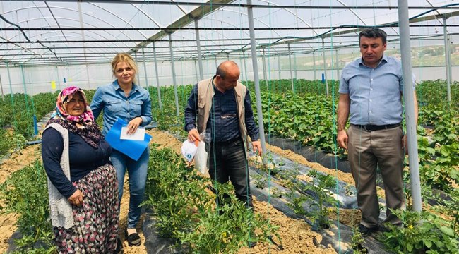 AKSARAY'DA TUTA ABSOLUTA (DOMATES GÜVESİ) MÜCADELESİ İÇİN SERALARA TUZAKLAR ASILDI.