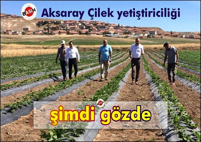 AKSARAY 'ÇİLEK ÜRETİMİNDE BENDE VARIM' DİYOR!