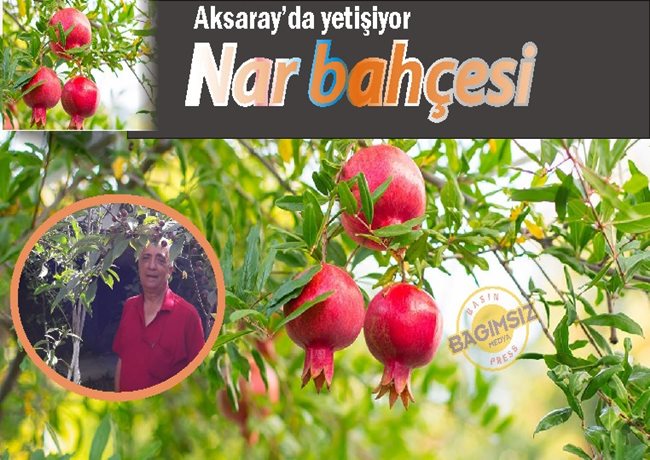 AKSARAY'DA HOBİ AMAÇLI KURDUĞU NAR BAHÇESİ GÖZ KAMAŞTIRIYOR