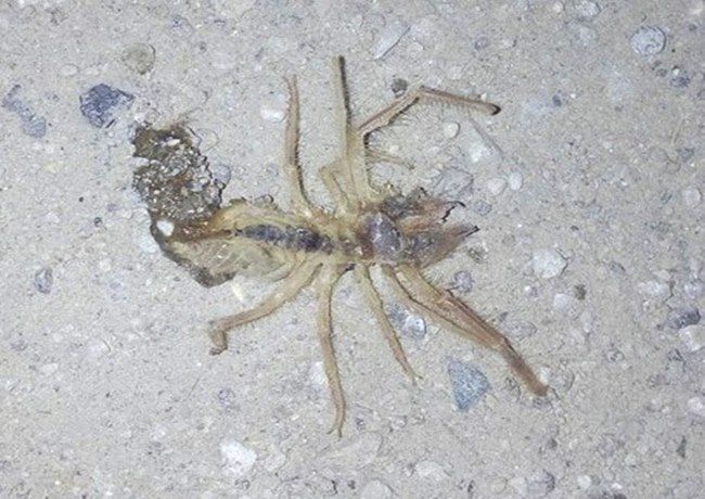 ET YİYEN ÖRÜMCEK SARIKIZ ORTAKÖY İLÇESİNDE ORTAYA ÇIKTI AKSARAY