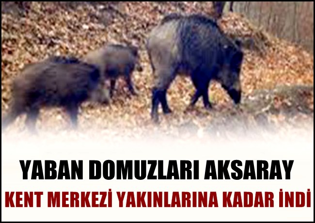 YABAN DOMUZLARI AKSARAY KENT MERKEZİ YAKINLARINA KADAR İNDİ