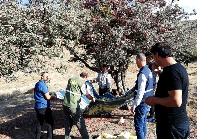 Hasandağında Alıç Toplama Etkinliği Düzenlendi