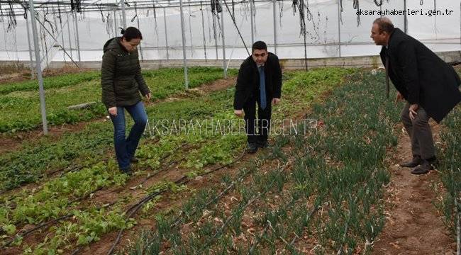 AKSARAY'DA KURULAN SERALARDA ÜRÜNLER ALINMAYA DEVAM EDİYOR