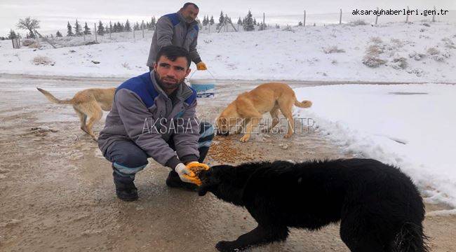 AKSARAY BELEDİYESİ, SOKAK HAYVANLARI İÇİN DOĞAYA YEM BIRAKTI 