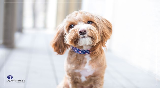 TÜRKİYE’NİN YÜZDE 6’SI KÖPEK SAHİBİ