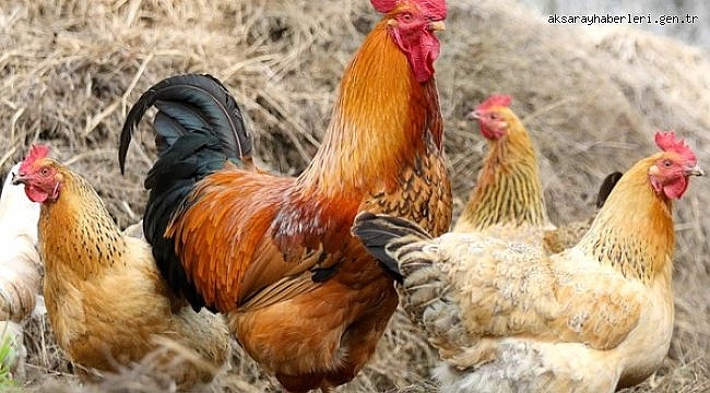Tavuk eti üretimi 173 bin 290 ton, tavuk yumurtası üretimi 1,7 milyar adet olarak gerçekleşti
