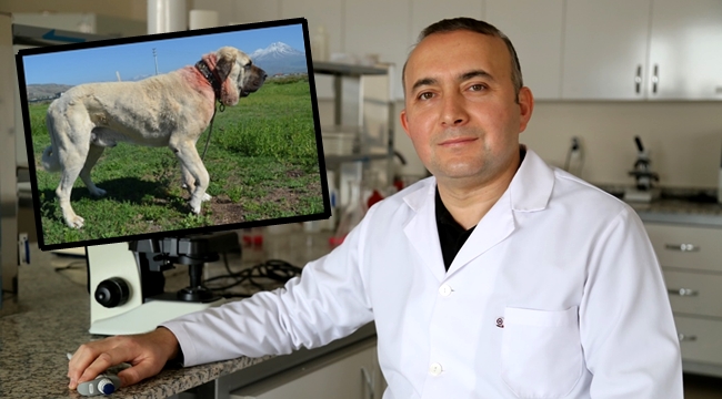 MALAKLI KÖPEKLERİ BİLİMSEL BİR DİSİPLİN İÇİNDE ARAŞTIRILACAK