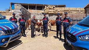 AKSARAY'DA 8 ADET BÜYÜKBAŞ HAYVAN ÇALAN 3 KİŞİ TUTUKLANDI