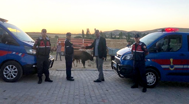 SARIYAHŞİ İLÇESİNDEN ÇALINAN 2 BÜYÜKBAŞ HAYVAN ŞEREFLİKOÇHİSAR DA BULUNDU