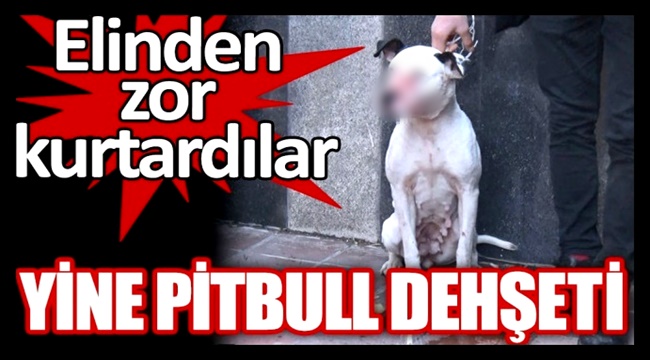 AKSARAY'DA PİTBULL DEHŞETİ! 12 YAŞINDAKİ ÇOCUĞA SALDIRDI