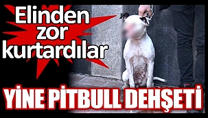 AKSARAY'DA PİTBULL DEHŞETİ! 12 YAŞINDAKİ ÇOCUĞA SALDIRDI