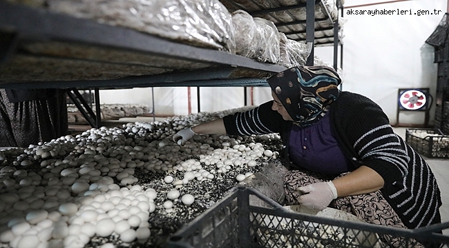 AKSARAY'DA KADIN GİRİŞİMCİ MUHTAR EŞİ İLE KÖYLERİNE ÖRNEK OLDU