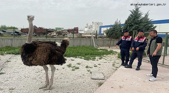 AKSARAY'DA FABRİKA BAHÇESİNDE BESLENMESİ YASAK OLAN DEVE VE ANGUT KUŞU ELE GEÇİRİLDİ