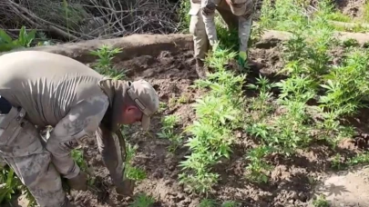 Jandarma'dan dev operasyon! 12,5 milyon liralık kenevir yakalandı