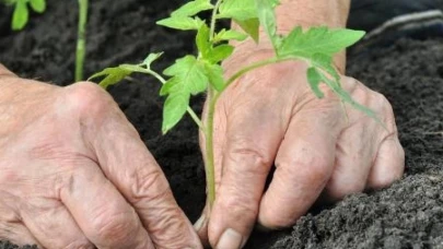 Alzheimer’da bahçeyle uğraşmak hastalığı yavaşlatabilir