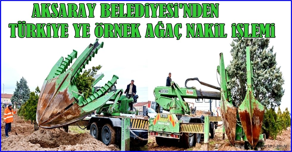 AKSARAY BELEDİYESİ'NDEN TÜRKİYE YE ÖRNEK AĞAÇ NAKİL İŞLEMİ