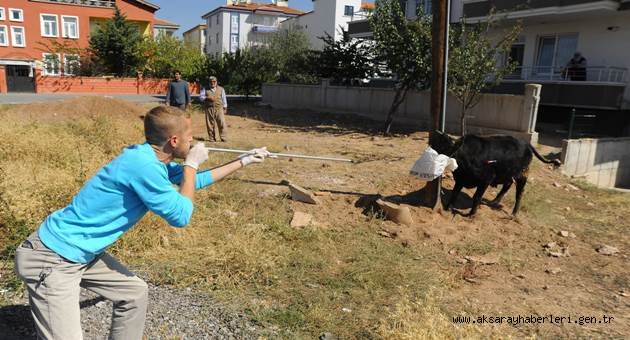 AKSARAY DA KAÇAN KURBANLIK BOĞA YAKALANDI