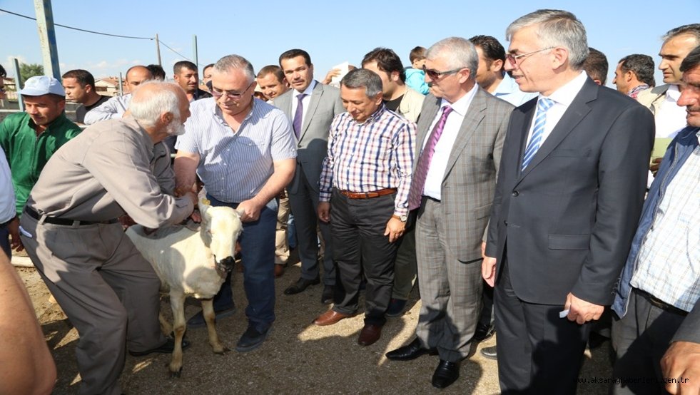 AKSARAY’DA KÜÇÜKBAŞ HAYVAN SAYISINDA ÖNEMLİ ARTIŞ SAĞLANDI