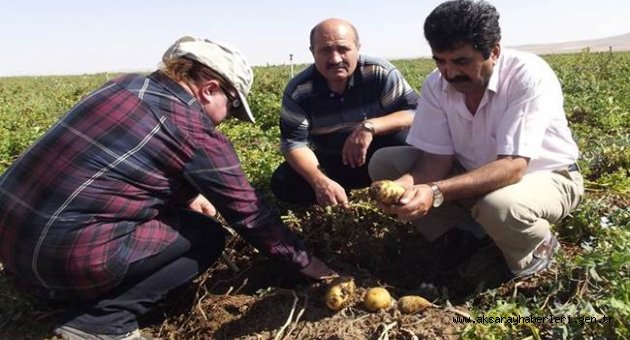 AKSARAY DA PATATES TARLALARI KONTROL EDİLİYOR