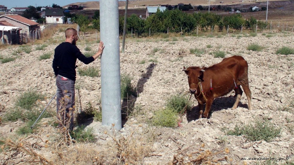 AKSARAY'DA "ALO BOĞAM KAÇTI TİMİ" HİÇ DURMADI