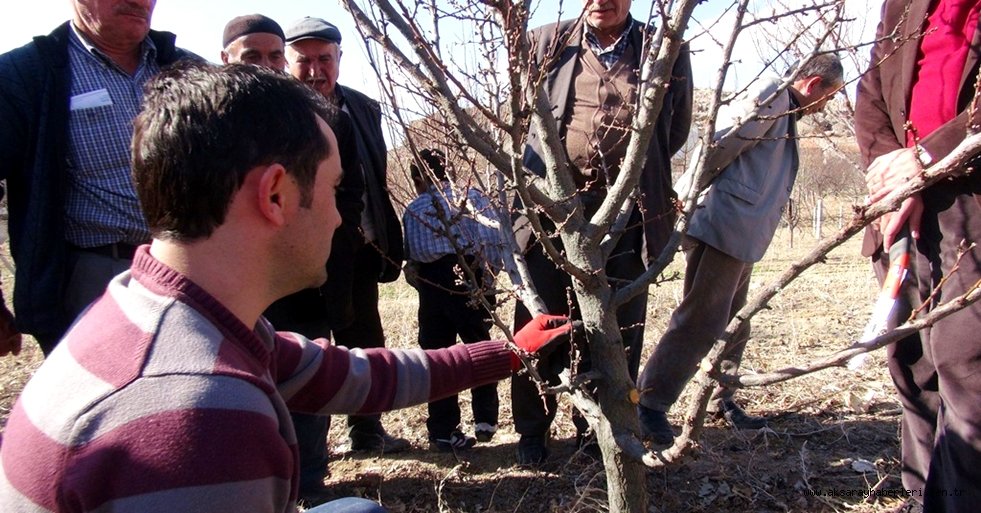 AKSARAY'DA ÇİFTÇİLERE AĞAÇ BUDAMA EĞİTİMİ