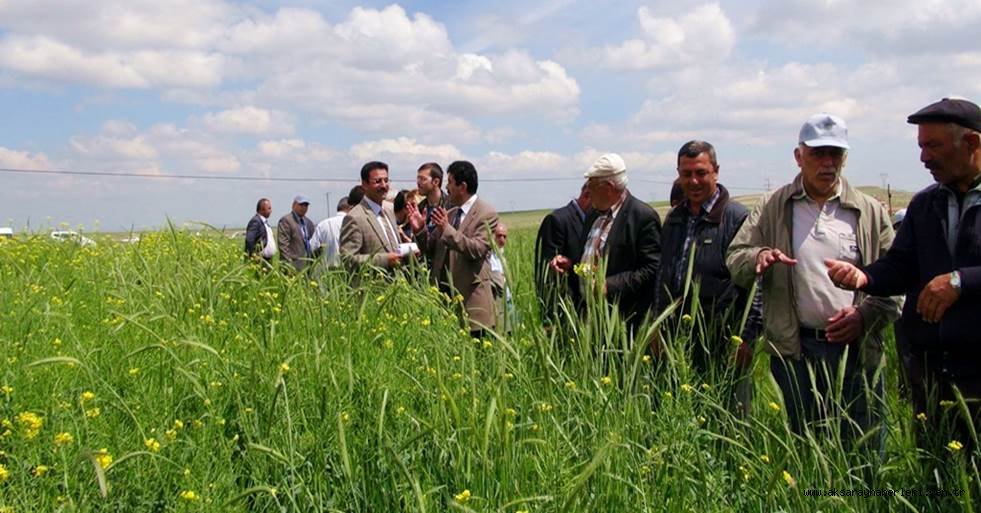 AKSARAY'DA ÇİFTÇİLERE KIŞLIK YEM ŞALGAMI KONULU TARLA GÜNÜ DÜZENLENDİ