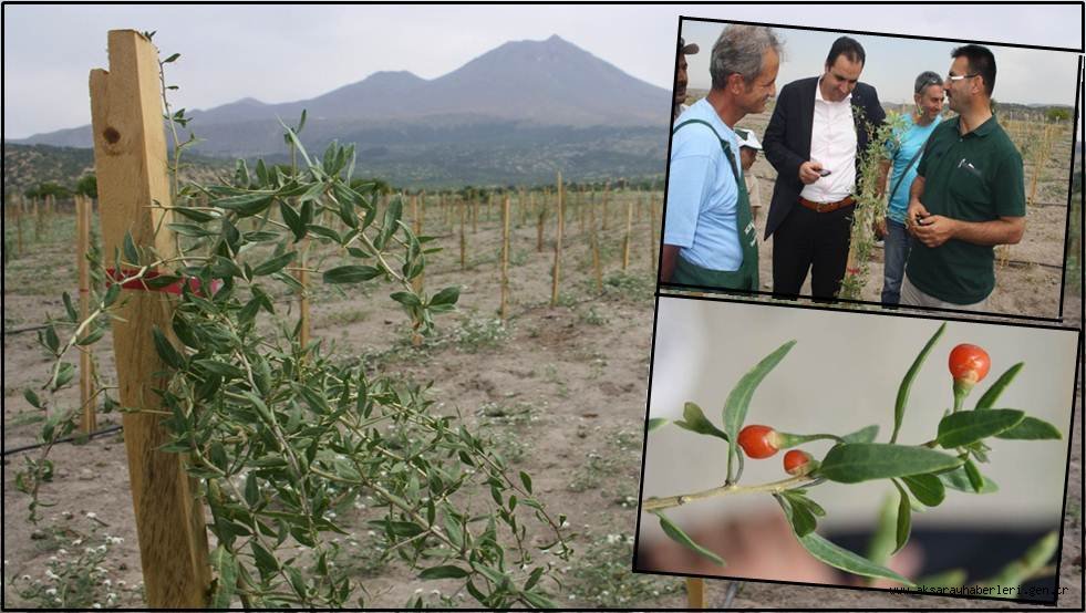 AKSARAY'DA GOJİ BERRY YETİŞTİRİCİLİĞİNE BAŞLANDI