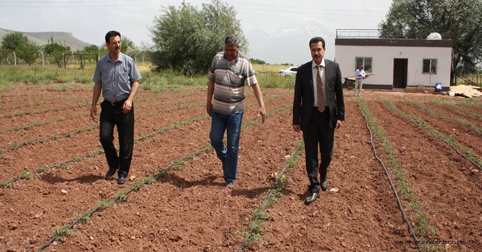 AKSARAY'DA SEBZE YETİŞTİRİLİCİGİ GELİŞİYOR