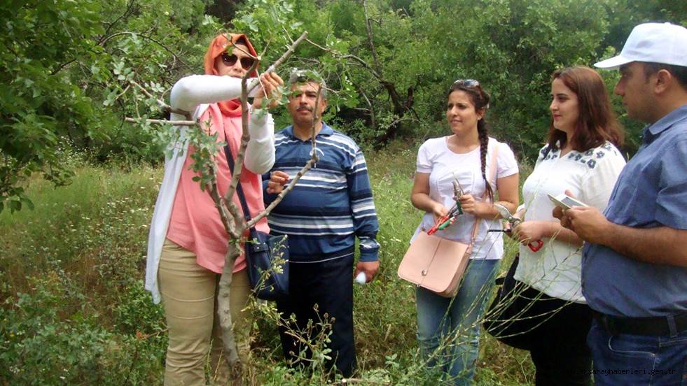 IHLARA VADİSİ 'FISTIK' LANIYOR