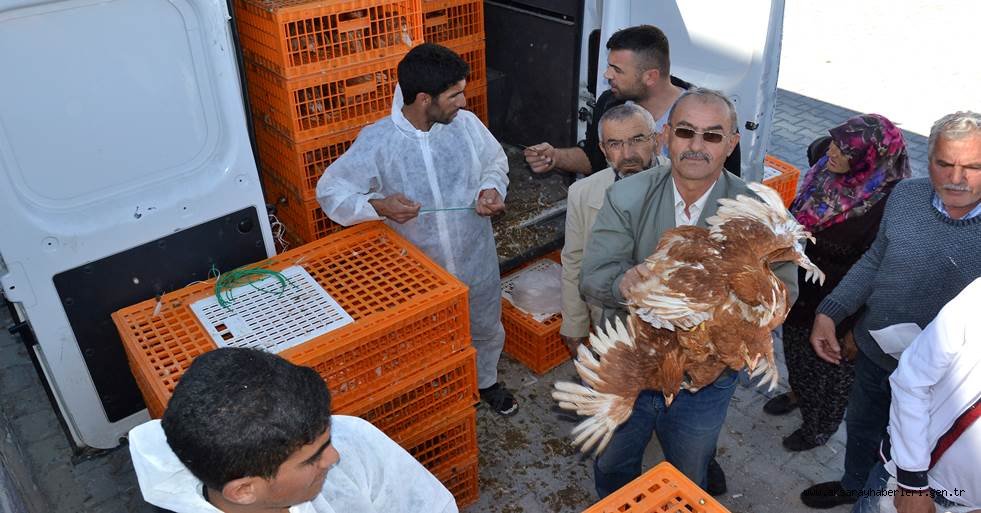 NEVŞEHİR ZİRAAT ODASI ÇİFTÇİLERE TAVUK VE CİVCİV DAĞITTI