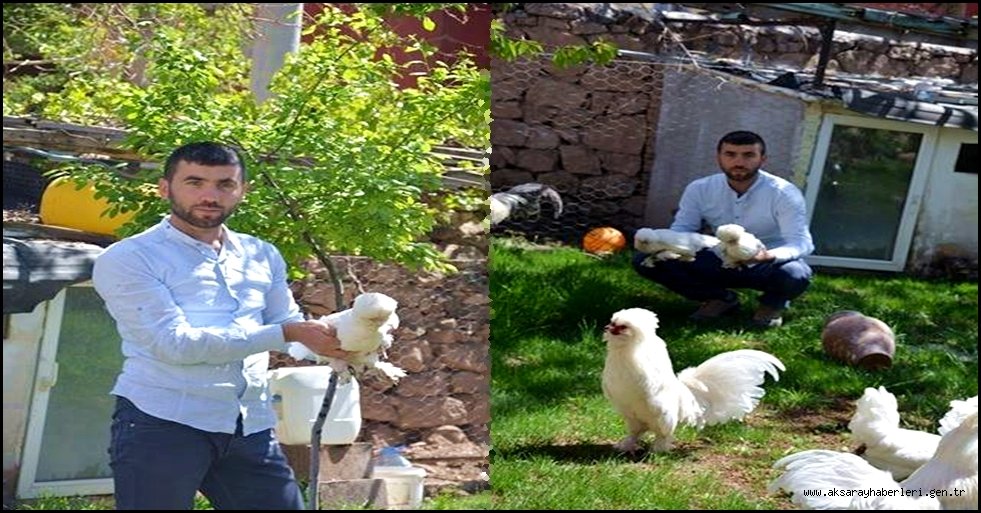 OSMANLI PADİŞAHLARININ TAVUĞU AKSARAY DA YETİŞTİRİLİYOR