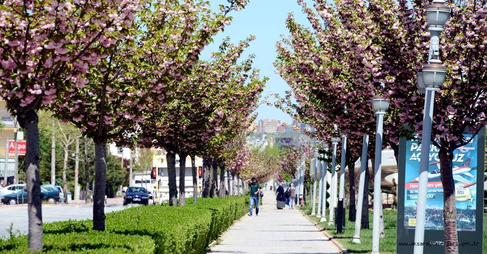 Rengarenk Sakuralar Baharı Yaşatıyor