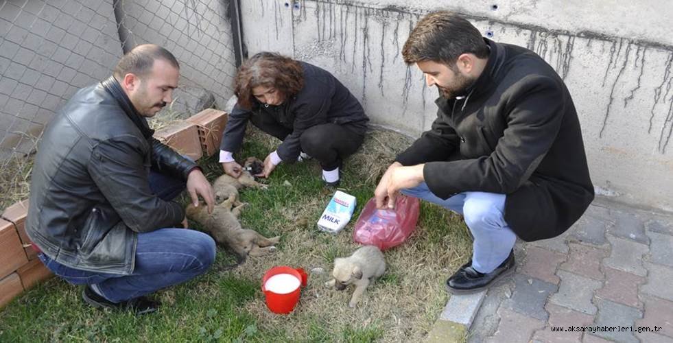 SOKAK HAYVANLARINA SAHİP ÇIKILMASI GEREKİYOR