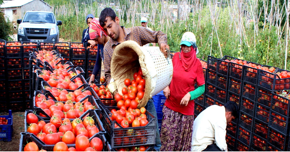 TARIMDA TÜKETİCİ ENFLASYONU HEM AYLIK HEM DE YILLIKTA ÜRETİCİYİ GEÇTİ
