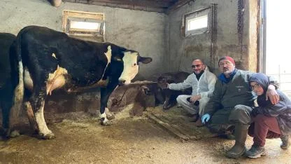 Aksaray Üniversitesi’nden genetik  devrim: Süt alerjenini taşımayan buzağılar doğdu